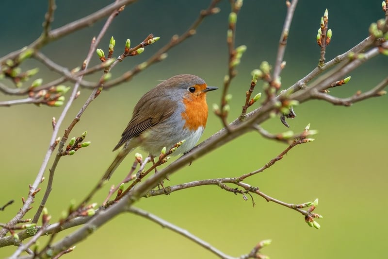 Bird Image